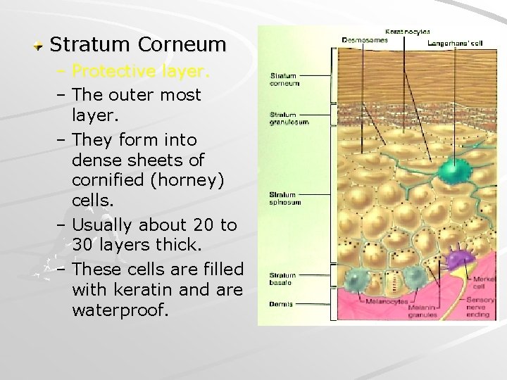 Stratum Corneum – Protective layer. – The outer most layer. – They form into