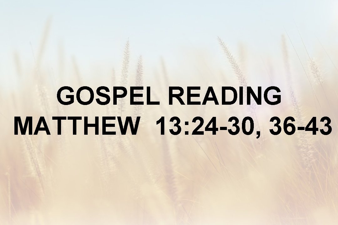 GOSPEL READING MATTHEW 13: 24 -30, 36 -43 