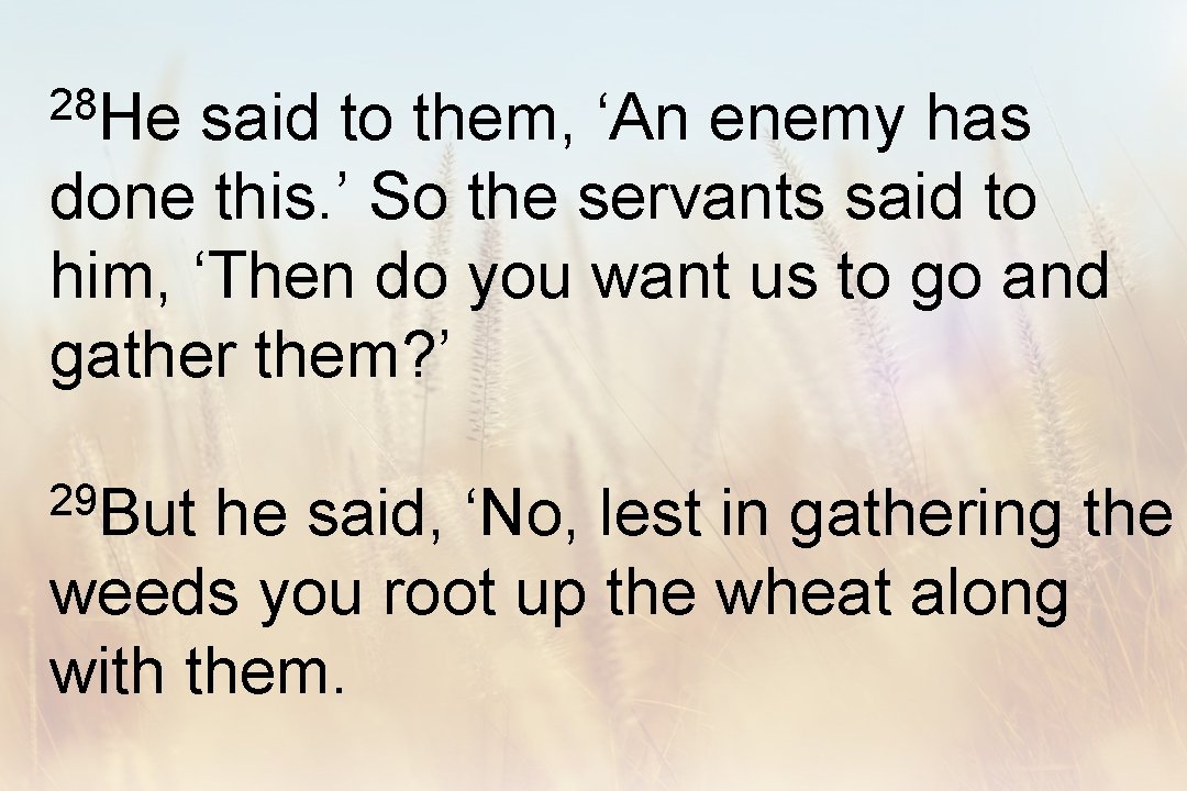 28 He said to them, ‘An enemy has done this. ’ So the servants