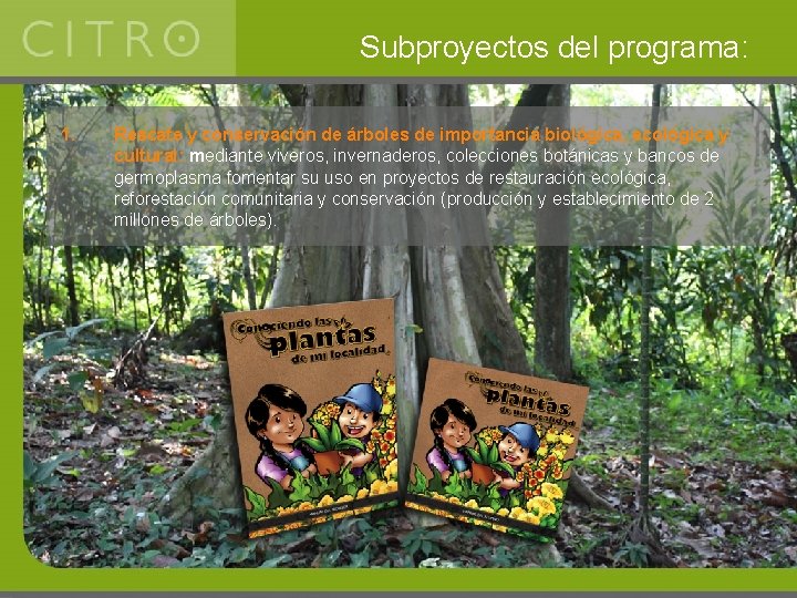 Subproyectos del programa: 1. Rescate y conservación de árboles de importancia biológica, ecológica y