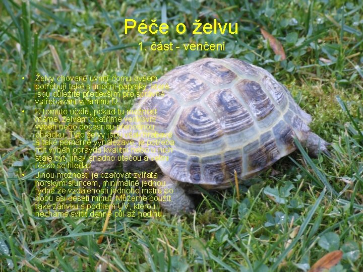 Péče o želvu 1. část - venčení • • • Želvy chované uvnitř domu