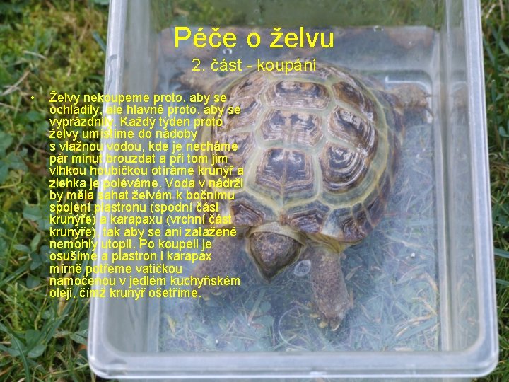 Péče o želvu 2. část - koupání • Želvy nekoupeme proto, aby se ochladily,