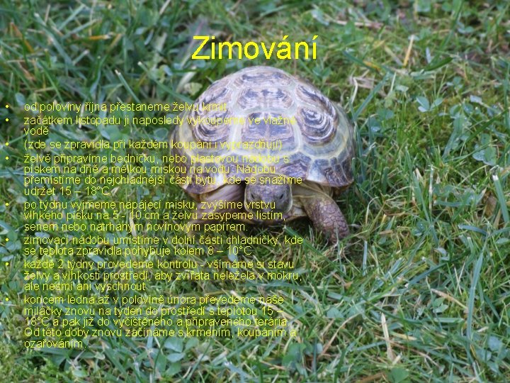 Zimování • • od poloviny října přestaneme želvu krmit. začátkem listopadu ji naposledy vykoupeme