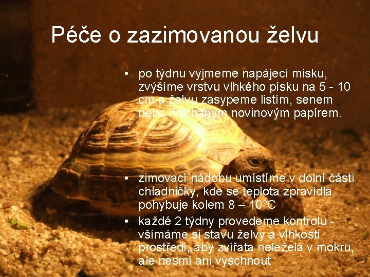 Péče o zazimovanou želvu • po týdnu vyjmeme napájecí misku, zvýšíme vrstvu vlhkého písku