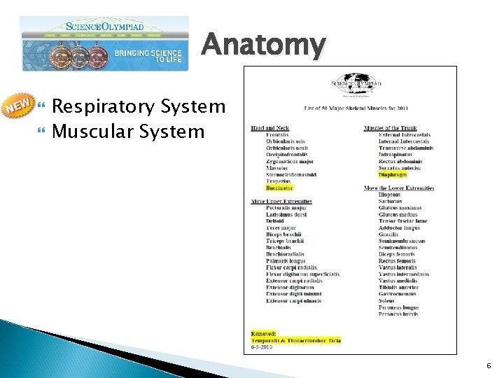 Anatomy Respiratory System Muscular System 6 