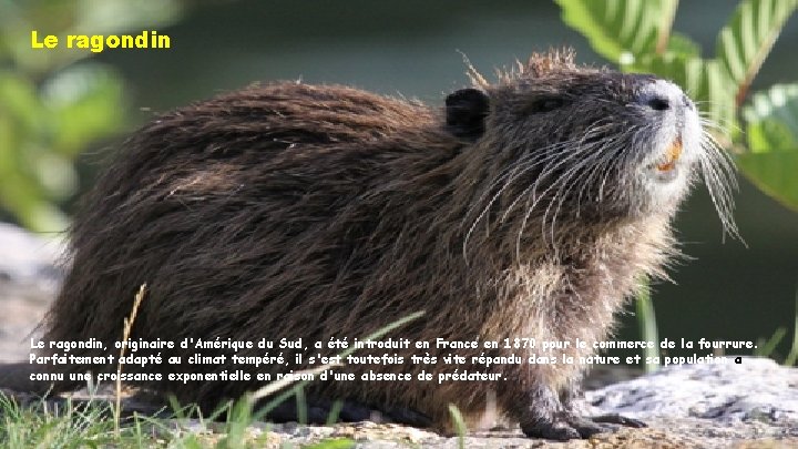 Le ragondin, originaire d'Amérique du Sud, a été introduit en France en 1870 pour