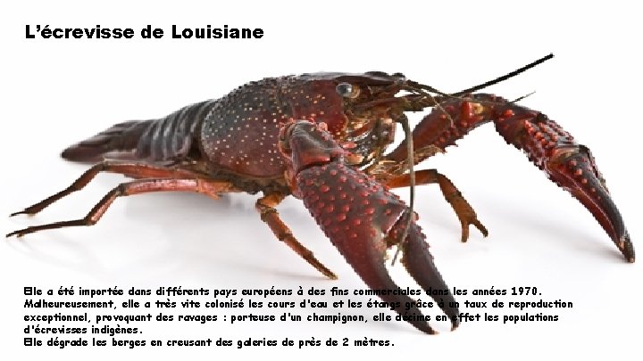 L’écrevisse de Louisiane Elle a été importée dans différents pays européens à des fins