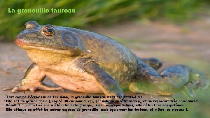 La grenouille taureau Tout comme l'écrevisse de Louisiane, la grenouille taureau vient des Etats-Unis.