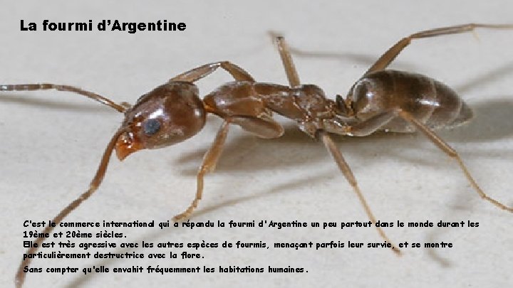La fourmi d’Argentine C'est le commerce international qui a répandu la fourmi d'Argentine un