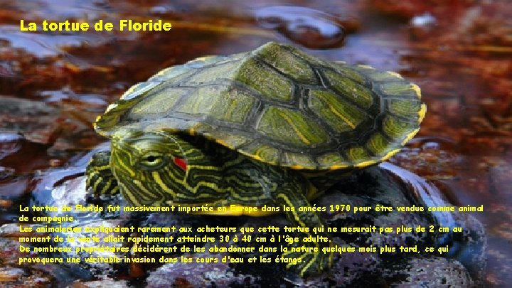 La tortue de Floride fut massivement importée en Europe dans les années 1970 pour