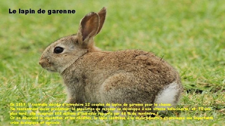 Le lapin de garenne En 1859, l'Australie décida d'introduire 12 couples de lapins de