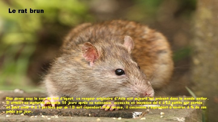 Le rat brun Plus connu sous le nom de rat d'égout, ce rongeur originaire