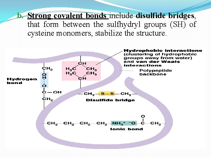 b. Strong covalent bonds include disulfide bridges, that form between the sulfhydryl groups (SH)