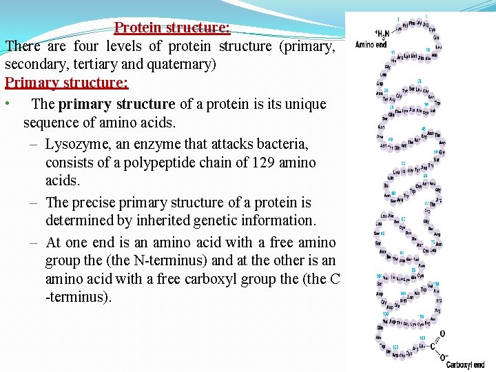 Protein structure: There are four levels of protein structure (primary, secondary, tertiary and quaternary)