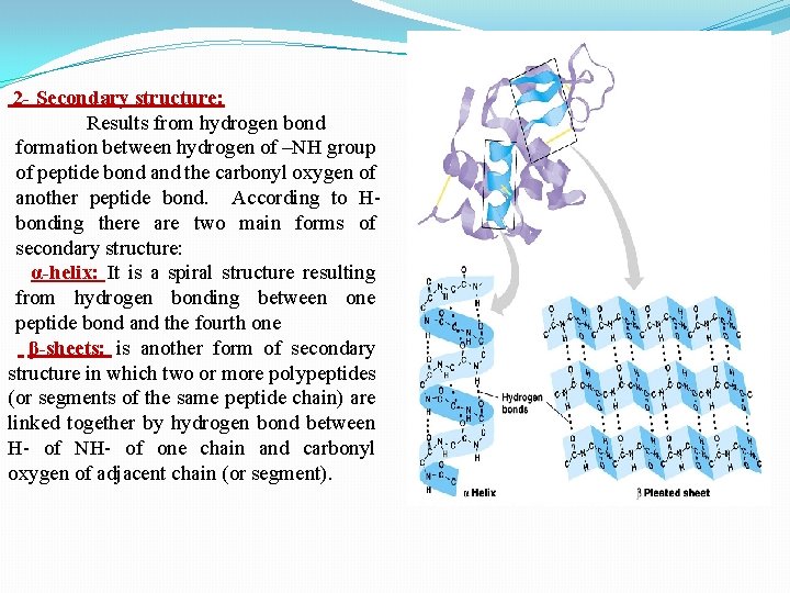 2 - Secondary structure: Results from hydrogen bond formation between hydrogen of –NH group