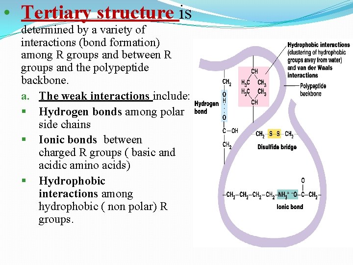  • Tertiary structure is determined by a variety of interactions (bond formation) among