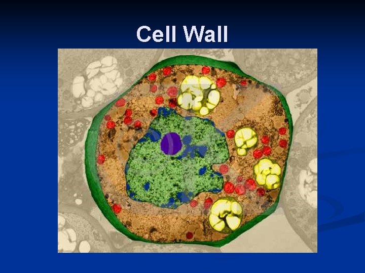 Cell Wall 