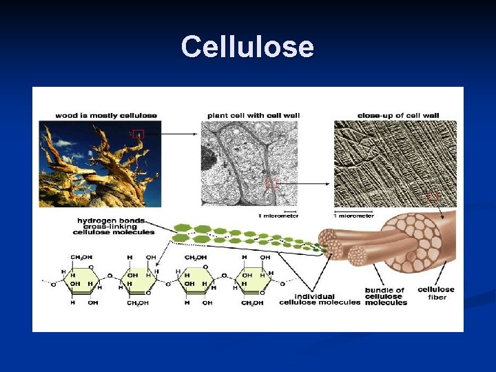 Cellulose 