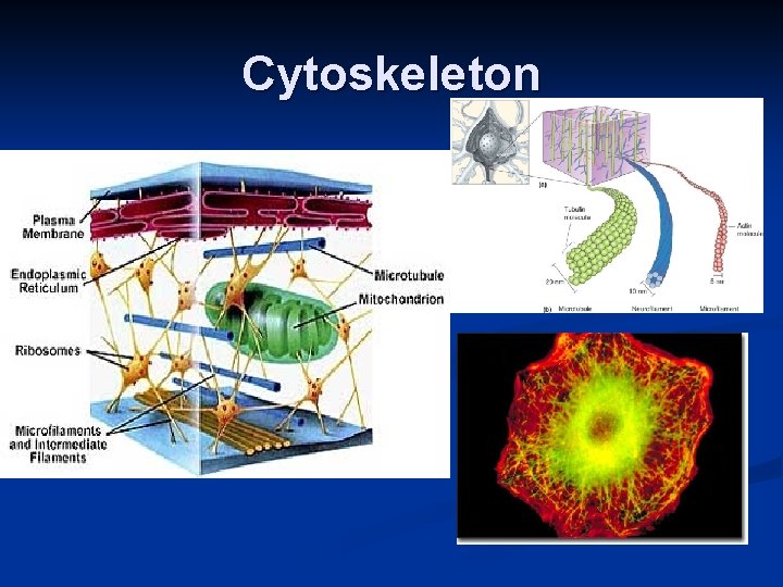 Cytoskeleton 