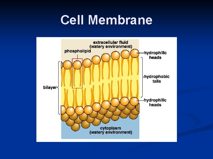 Cell Membrane 