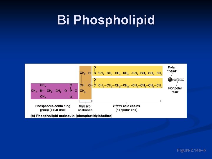 Bi Phospholipid Figure 2. 14 a–b 