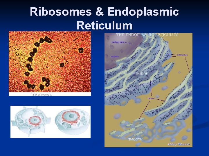 Ribosomes & Endoplasmic Reticulum 