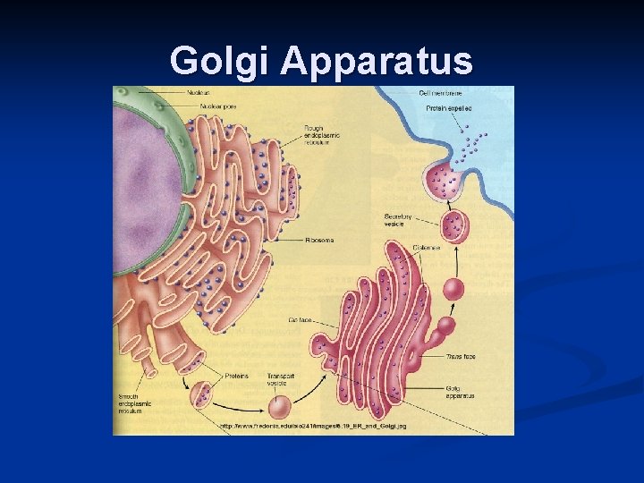 Golgi Apparatus 