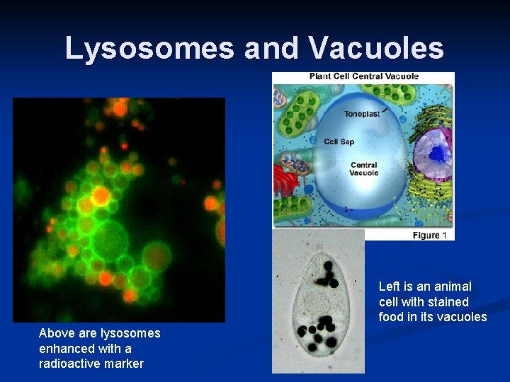 Lysosomes and Vacuoles Left is an animal cell with stained food in its vacuoles