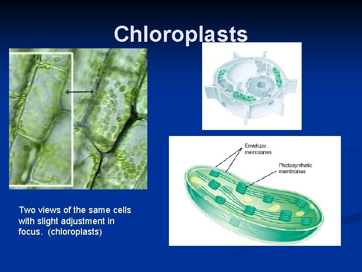 Chloroplasts Two views of the same cells with slight adjustment in focus. (chloroplasts) 