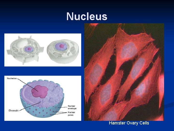 Nucleus Hamster Ovary Cells 