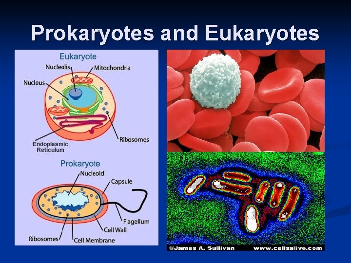 Prokaryotes and Eukaryotes 