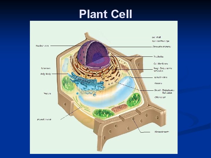 Plant Cell 