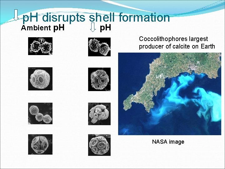 p. H disrupts shell formation Ambient p. H Coccolithophores largest producer of calcite on