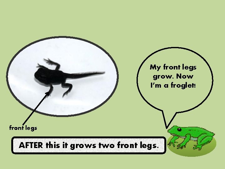 My front legs grow. Now I’m a froglet! front legs AFTER this it grows