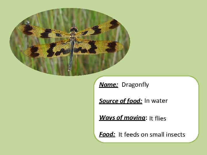 Name: Dragonfly Source of food: In water Ways of moving: It flies Food: It