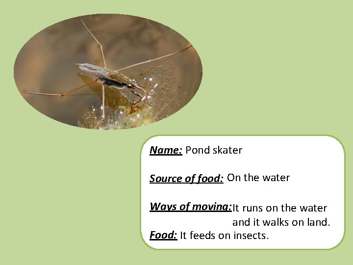 Name: Pond skater Source of food: On the water Ways of moving: It runs