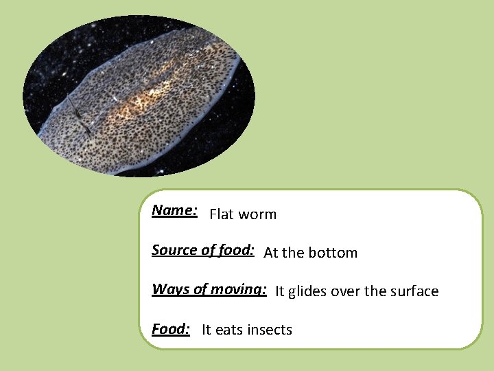 Name: Flat worm Source of food: At the bottom Ways of moving: It glides