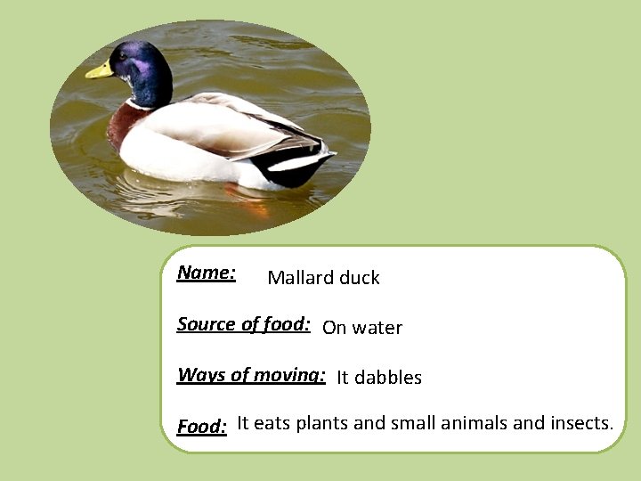 Name: Mallard duck Source of food: On water Ways of moving: It dabbles Food: