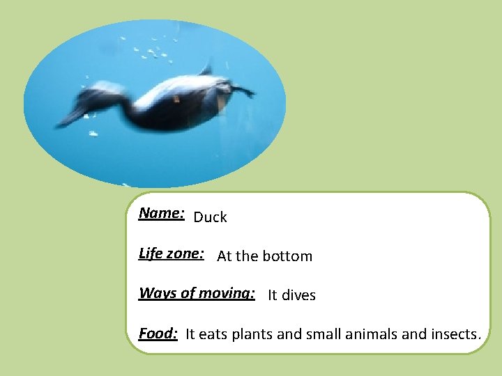 Name: Duck Life zone: At the bottom Ways of moving: It dives Food: It