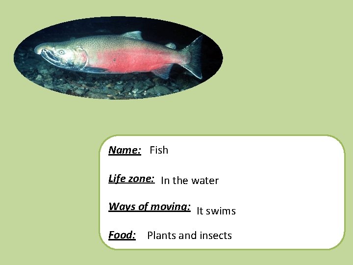 Name: Fish Life zone: In the water Ways of moving: It swims Food: Plants