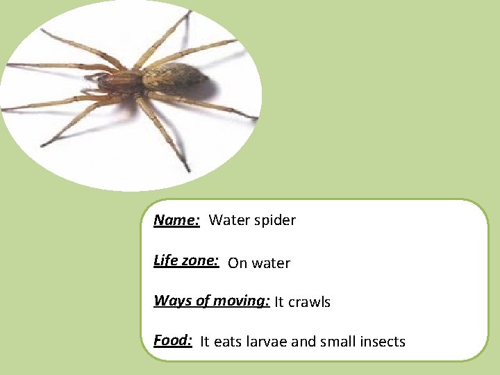 Name: Water spider Life zone: On water Ways of moving: It crawls Food: It