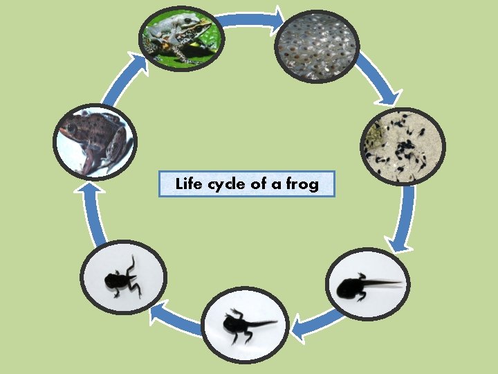 Life cycle of a frog 