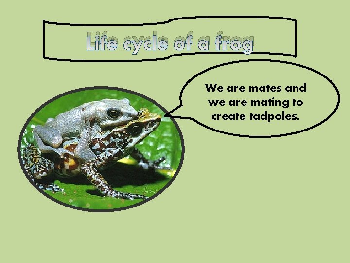 Life cycle of a frog We are mates and we are mating to create