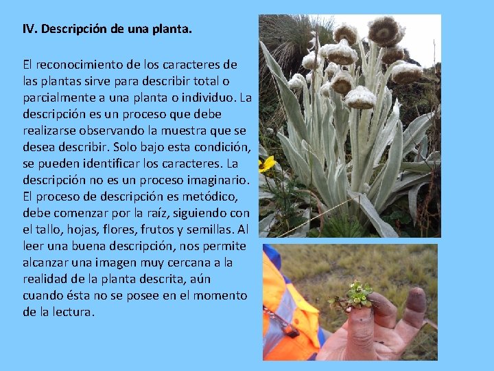 IV. Descripción de una planta. El reconocimiento de los caracteres de las plantas sirve