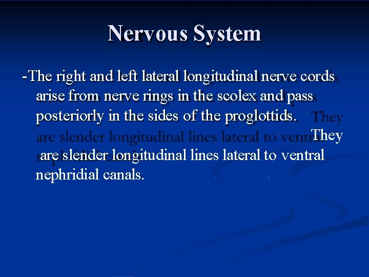 Nervous System -The right and left lateral longitudinal nerve cords arise from nerve rings