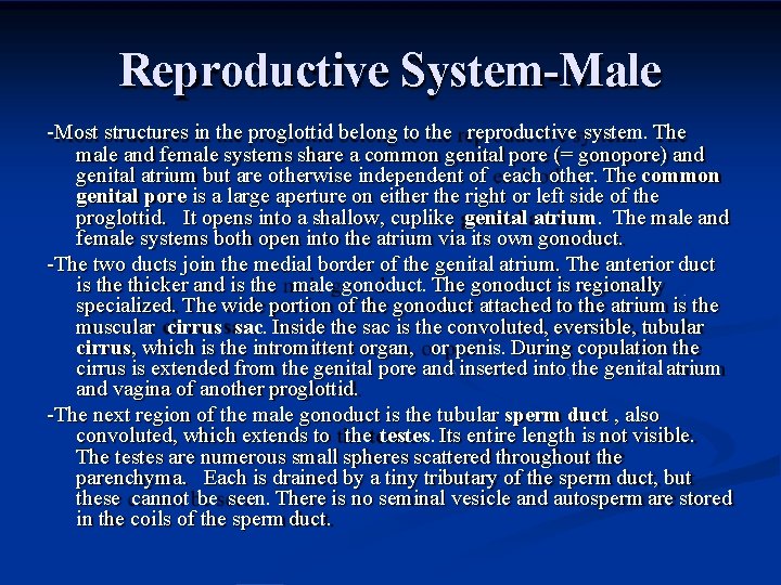 Reproductive System-Male -Most structures in the proglottid belong to the reproductive system. The male