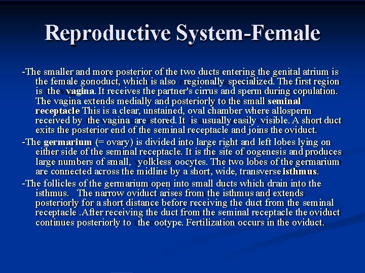 Reproductive System-Female -The smaller and more posterior of the two ducts entering the genital