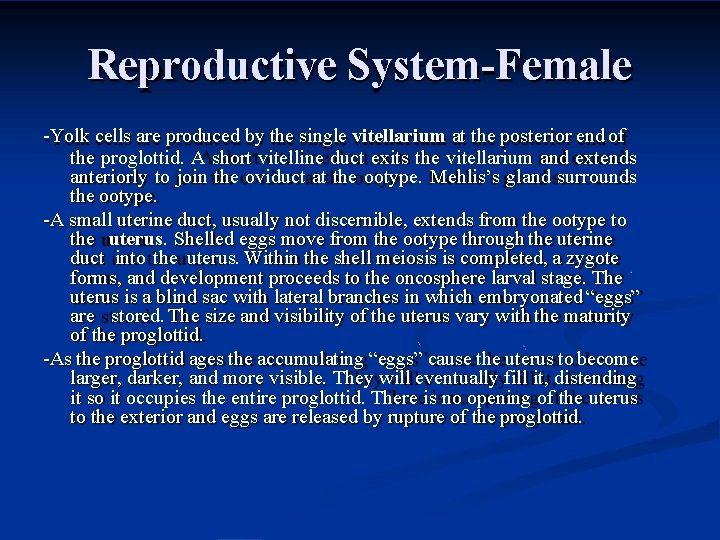 Reproductive System-Female -Yolk cells are produced by the single vitellarium at the posterior end