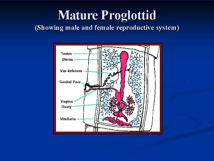 Mature Proglottid (Showing male and female reproductive system) 