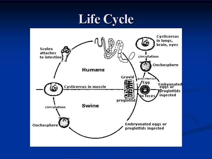 Life Cycle 